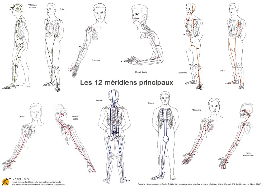 Principaux méridiens du corps humain